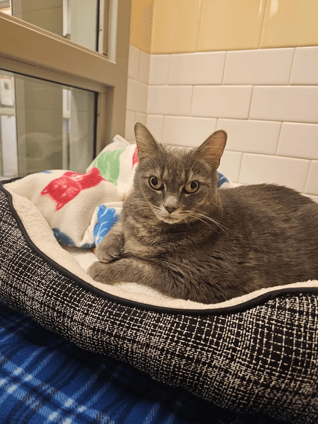 Кошка Мириам