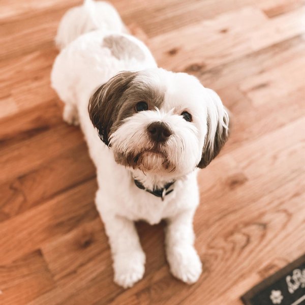 ши-тцу бишон, шишон, собака