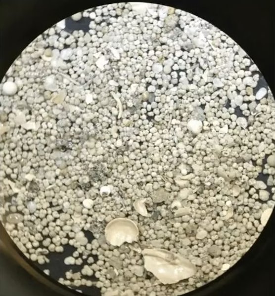 черепашки скам'янілості