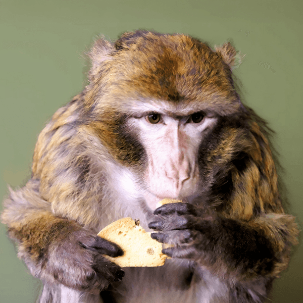 Магот у Києві