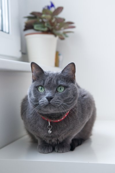 кішка, домашні тварини, дзвіночок