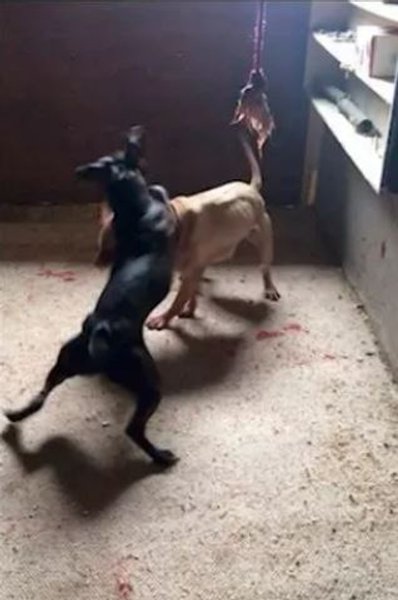 собачьи бои 4