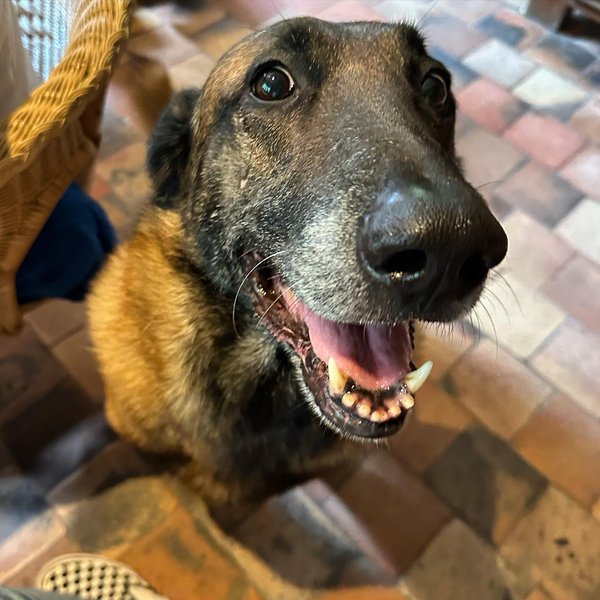 Лубо собака делона