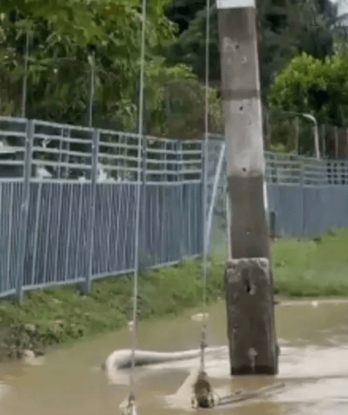 Величезний пітон, величезна змія, паводок, ШІ, пітон посеред вулиці, паводкові води, змія налякала людей, поранений пітон