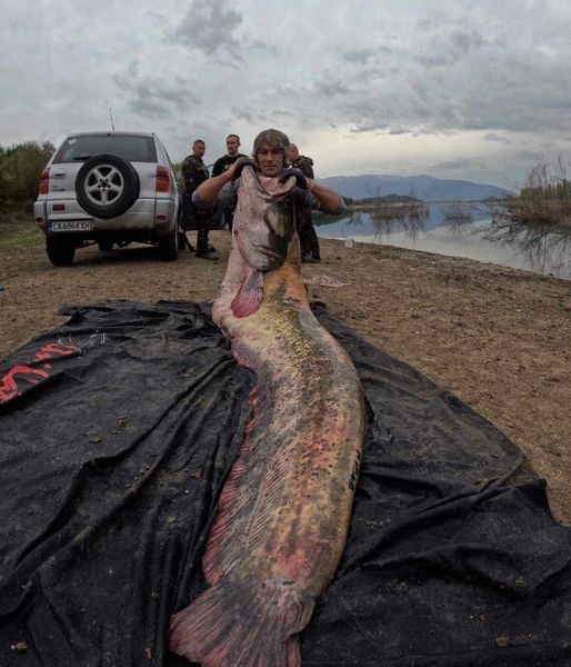 Марио Христов и Марио Спасов из Болгарии выловили самого большого в стране сома, как он выглядит, курьезы