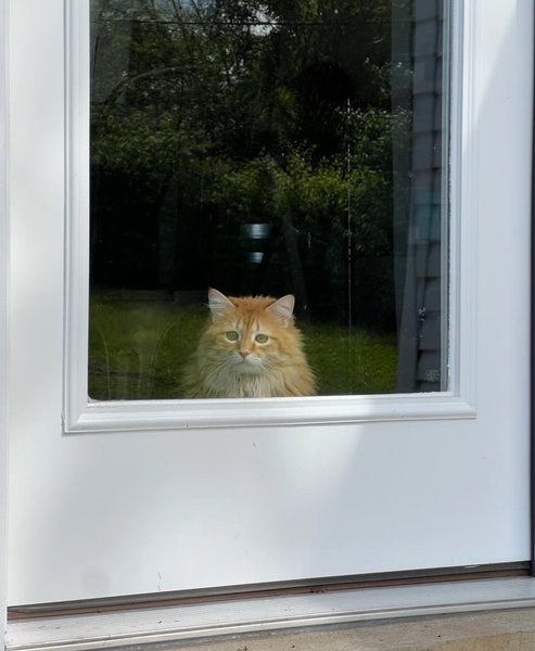 Кошка смотрит в окно, кошка, коты, животные, домашние животные, переезд с животными, реальный мир, реакция кошки, соцсети