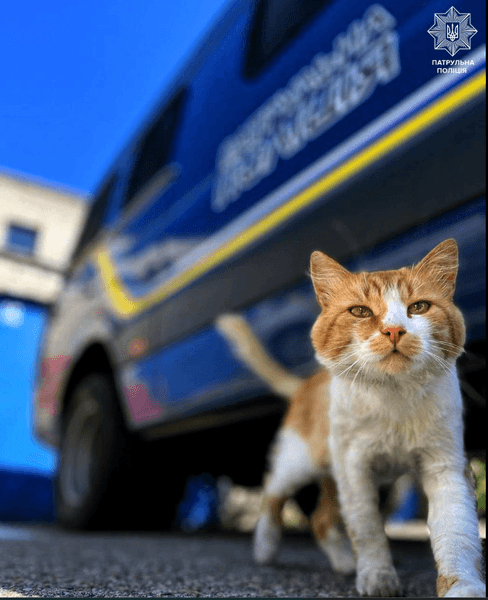 капот, автівка, коти