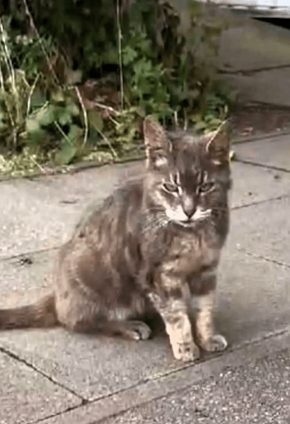 Пропавший кот вернулся домой спустя 10 лет, домашние животные, кот по кличке Смоки, история пропавшего кота, кот вернулся домой,