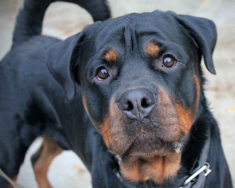 ротвейлер, порода, дорогая порода
