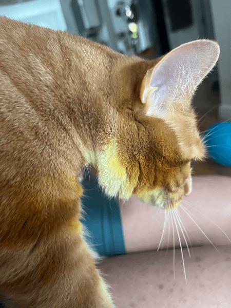 Кошки за ночь изменили цвет из-за новых цветов в доме