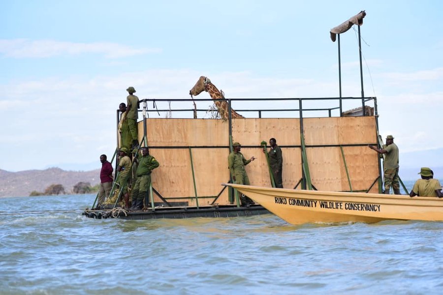 платформа, жираф