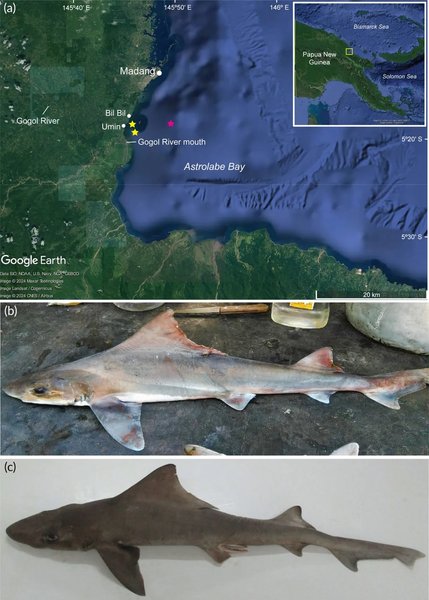 гончак вітрильна акула