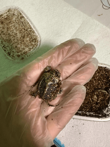 Игрушка из Китая оказалась черепахой