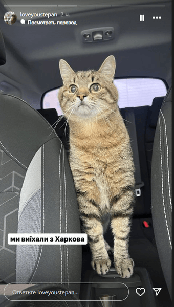 кот степан, харьков, эвакуация