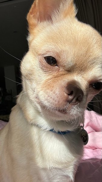 раміна собака