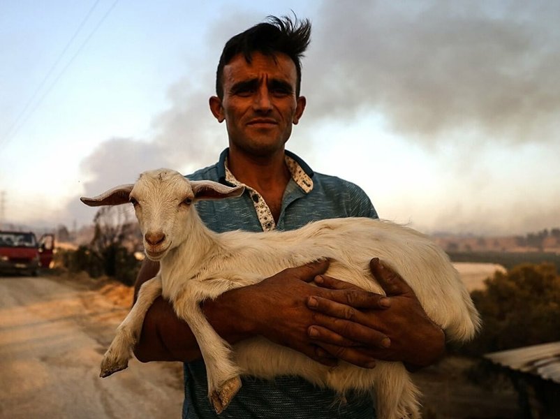 овца, пожар в турции