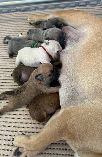 французский бульдог лили щенки