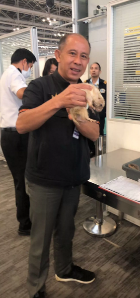 Контрабанда экзотических животных, выдры в трусах, аэропорт, Таиланд, курьезы, фото