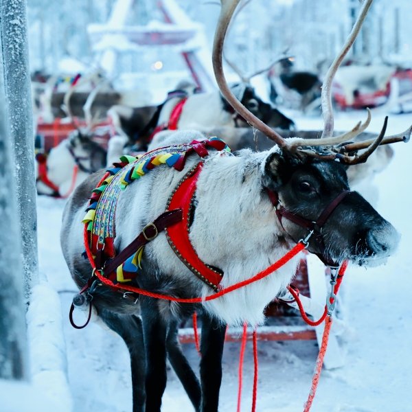 Олени Санты