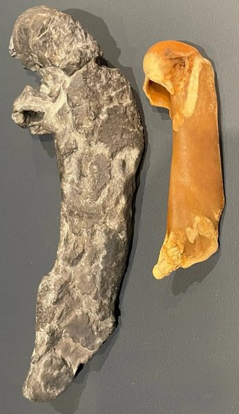 пінгвін, плечова кістка