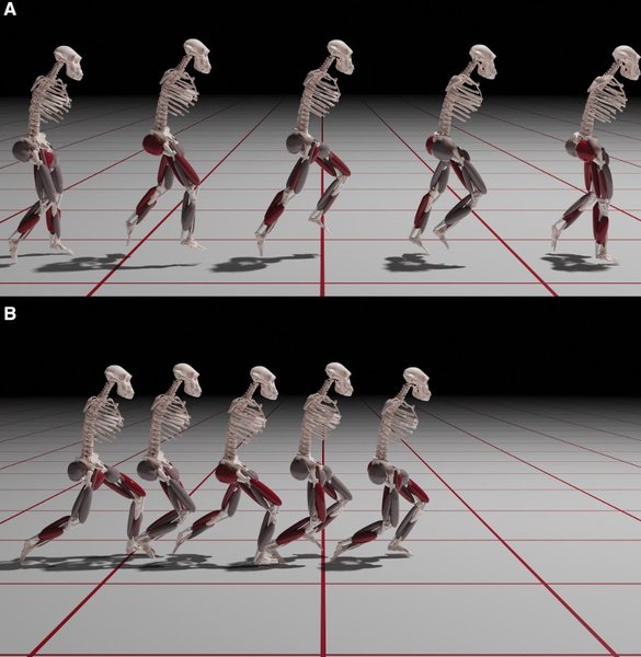 австралопитеки