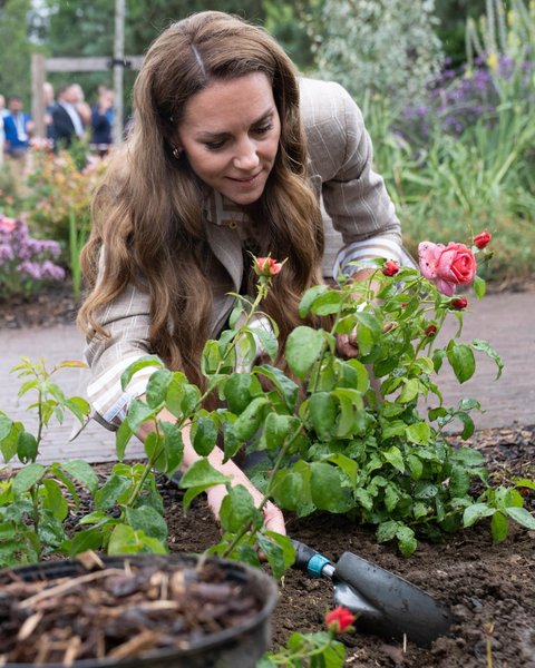 кейт мидлтон, ремиссия, лечение рака
