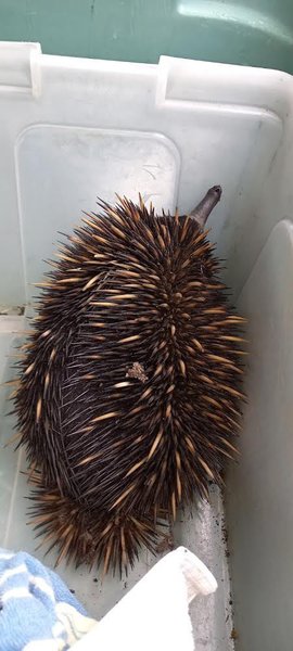 ехидна, спасение