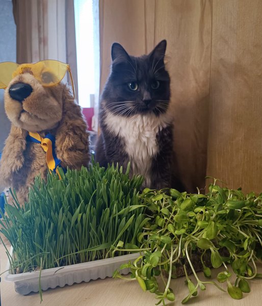 мікрогрін, мікрозелень, кіт мікрогрін, мікрогрін для кішки, пророщений соняшник