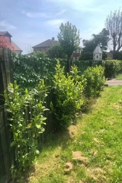 Чоловік зрізав частину паркану, високий паркан, пенсіонер купив будинок, сад поруч із будинком, знесли частину паркану, огорожа біля будинку