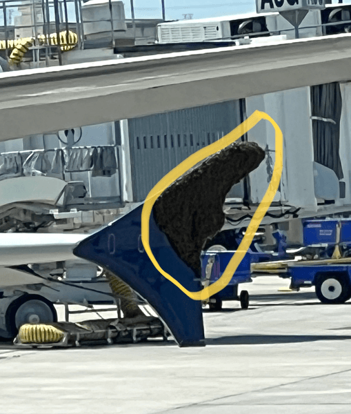 Самолет, аэропорт, пчелы, насекомые, крыло