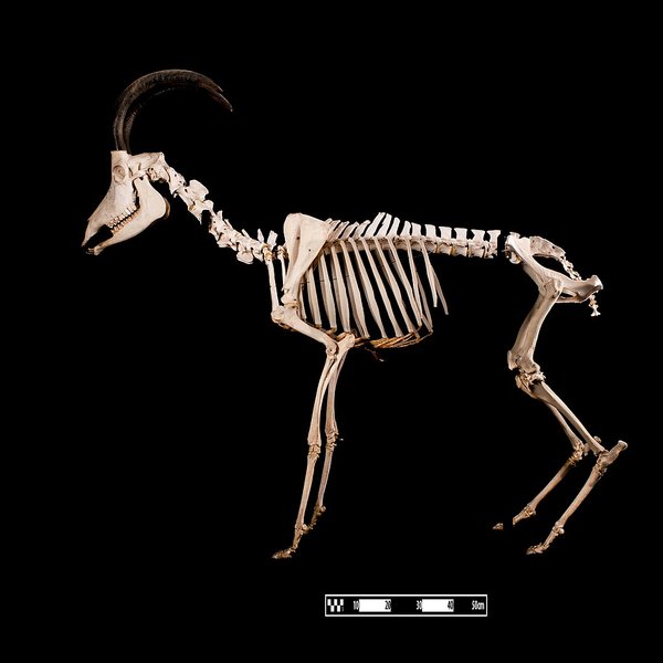 антилопа скелет кости