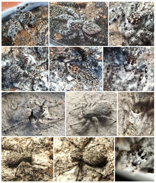 пауки скакуны виды