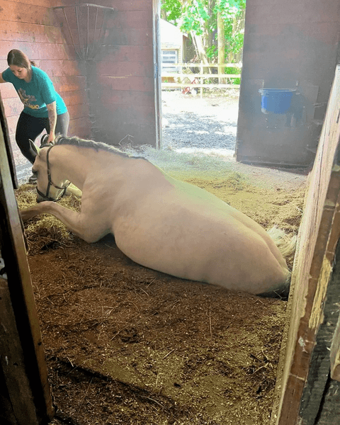 Лошадь провалилась сквозь пол, скакун, лошадь застряла в полу, ноги в потолке, ферма, спасатели, 4 часа спасали лошадь,