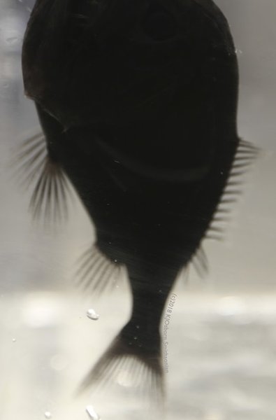 рыба невидимка