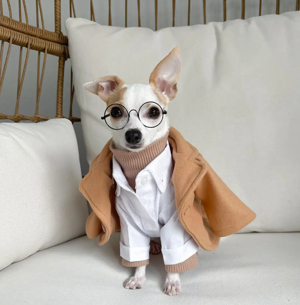 Собаки, тварини, домашні улюбленці, пес, подорожі навколо світу, мандрівки, туризм, інфлуенсери, тренди Instagram