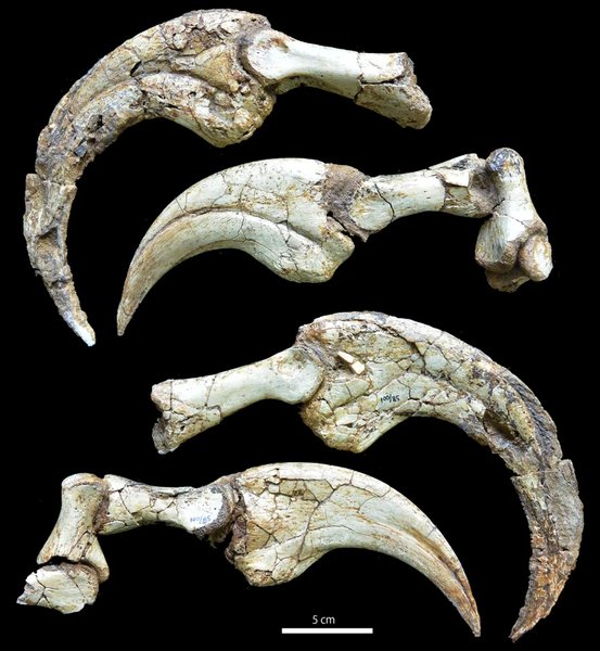 теризинозавр, теризинозавр скам'янілість, теризинозавр кіготь