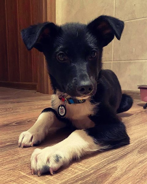 Чарлі цуценя, фото