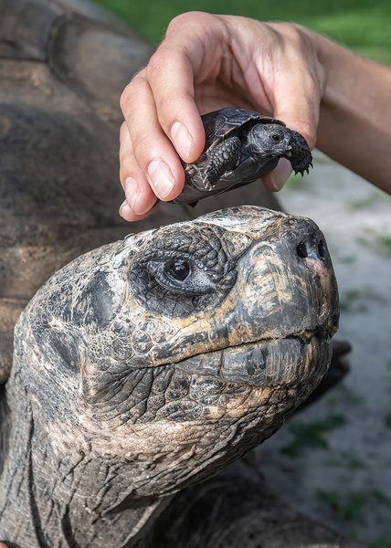 галапагосская черепаха, голиаф