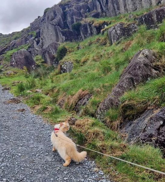 Домашній кіт підкорив три вершини, рекорд, походи в гори, досягнення, туризм, подорожі