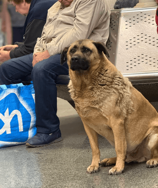 Пес Миша прячется на станции метро во время обстрелов Киева