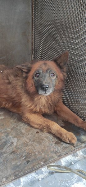 собака "крым"