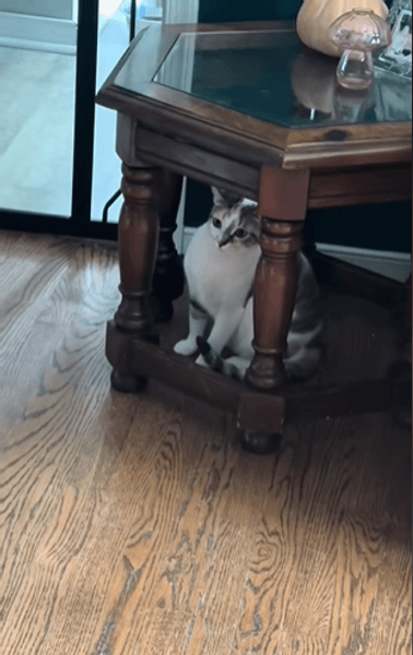 наляканий кіт