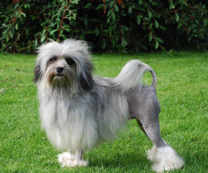 лоучен, порода, редкая порода