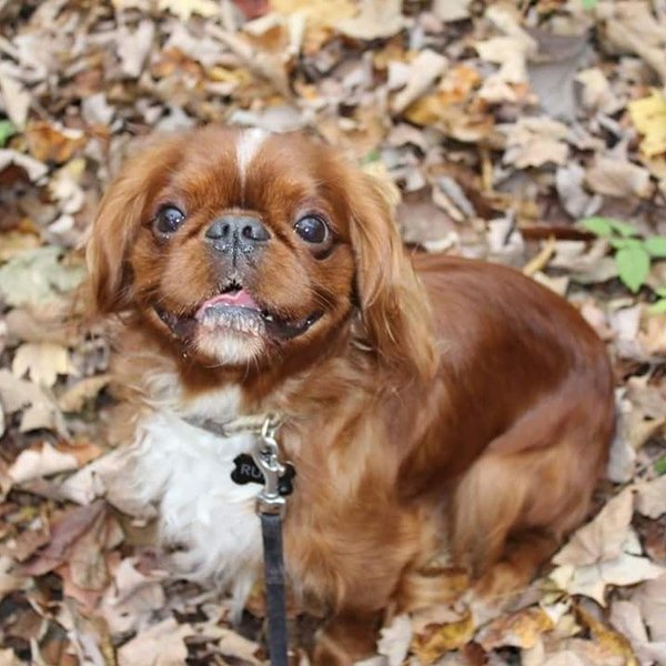 англійський той-спанієль, кінг-чарльз-спанієль