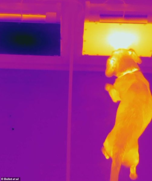 собака, холодный нос, исследование