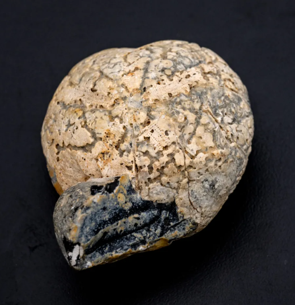 Находки, артефакты, останки древних животных, Великобритания, эра динозавров, невероятные истории из жизни, фото