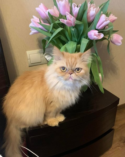Кошка Глория из Бородянки