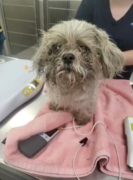 Спасение собаки, пес, ши-тцу, полиция, преступления, контейнер, мусор, издевательства над животными, США, фото