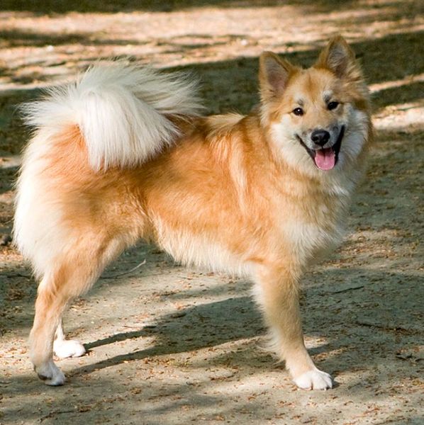 Исландскую овчарку признали породистой, что это за разновидность, характеристики, особенности этой породы собак, интересные факты