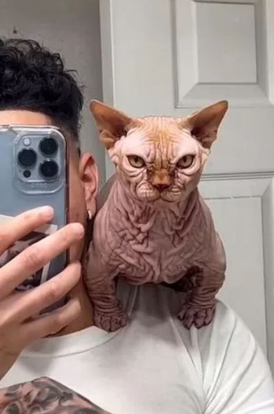 Появление бесшерстных котов XL Bully, большие сфинксы, порода котов без шерсти, животные